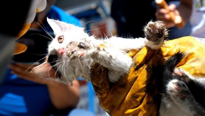 Araç Sürücülerine “Küçük Dostlarımız İçin Kaputa Vur” Uyarısı