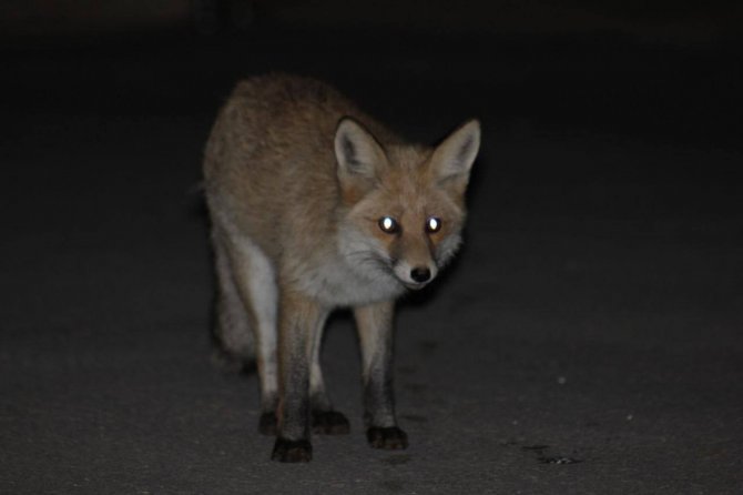 Kediyle Tilkinin Yemek Mücadelesi Yüzlerde Tebessüm Oluşturdu