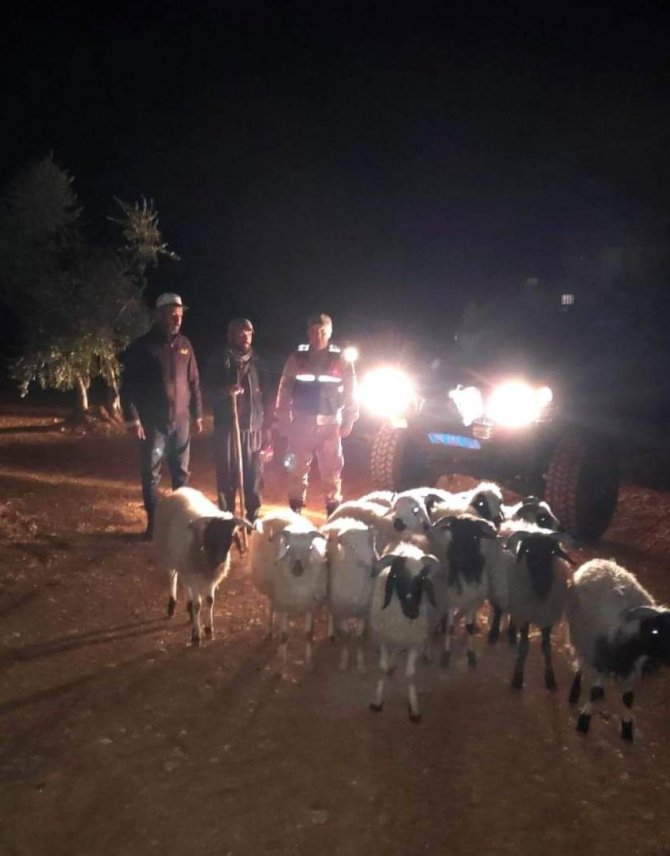 Kaybolan Koyunları Jandarma Buldu