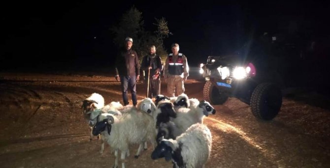 Kaybolan Koyunları Jandarma Buldu