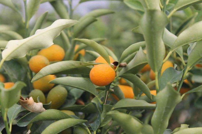 Kumkuat Meyve Fidanına Talep Arttı