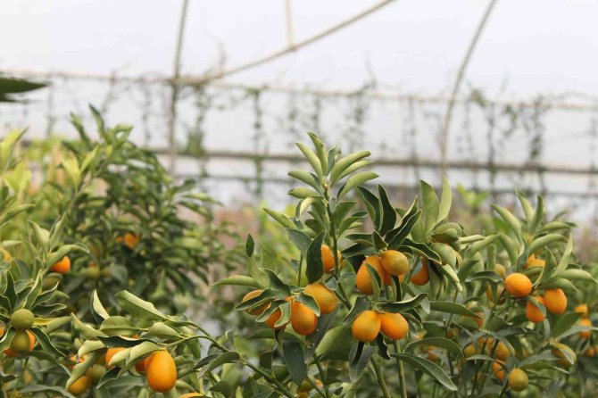 Kumkuat Meyve Fidanına Talep Arttı