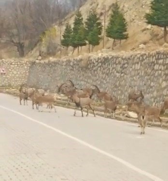 Çemişgezek’te Yaban Keçileri Sürü Halinde İlçe Merkezine İndi