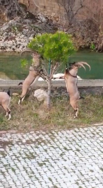 Çemişgezek’te Yaban Keçileri Sürü Halinde İlçe Merkezine İndi