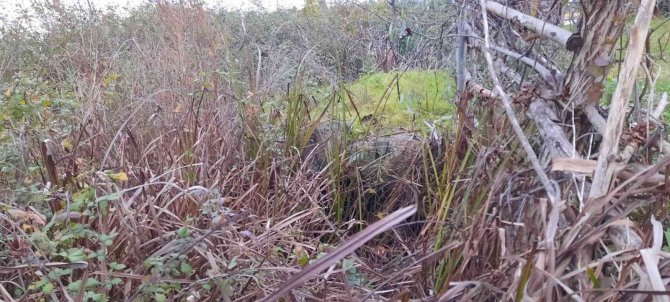 Osmanlı Eseri ’Taş Köprü’nün Durumu İçler Acısı