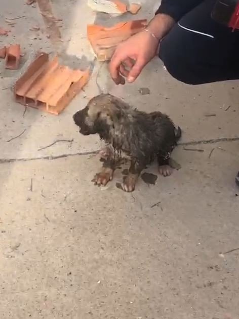 Binanın Duvarını Yıkıp Yavru Köpeği Kurtardılar