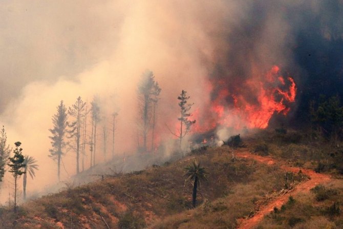 Şili’de Orman Yangını: 4 Bin Hektardan Fazla Alan Kül Oldu