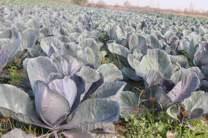 Manisalı Başkandan ’Alışverişinizi Pazar Yerlerinden Yapın’ Çağrısı