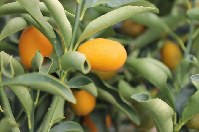 Kumkuat Meyve Fidanına Talep Arttı