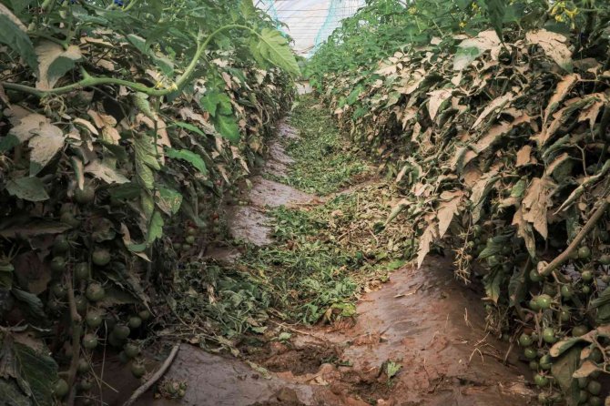Bakan Kirişci, Kumluca’da Selden Etkilenen Seraları Ziyaret Ederek İncelemelerde Bulundu