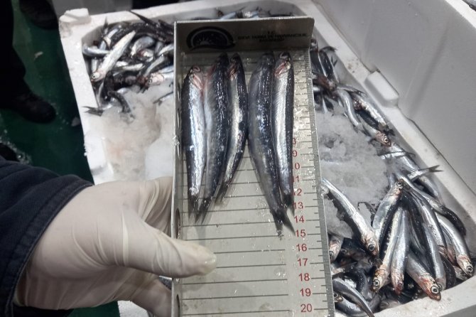 Balıklar Boy Boy Denetleniyor