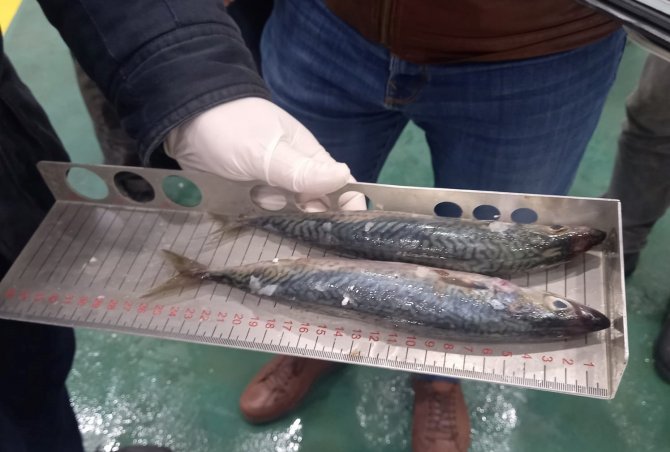 Balıklar Boy Boy Denetleniyor