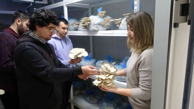 Hem Üreticilere Hem De Öğrencilere Mantar Eğitimi