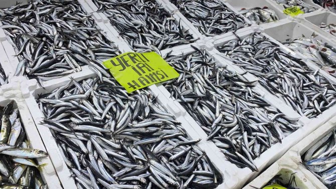 Tezgahlara Yerli Hamsi Geldi, Yüzler Güldü