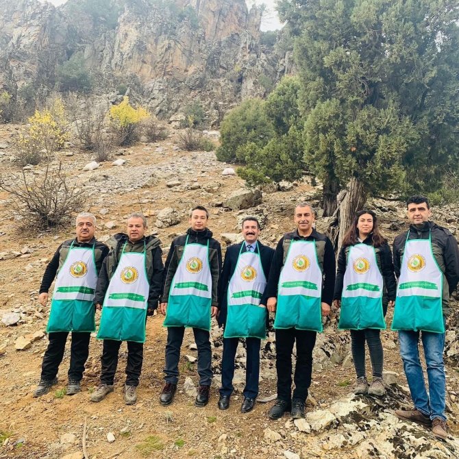 Feke’de Sedir Tohumları Toprakla Buluşuyor