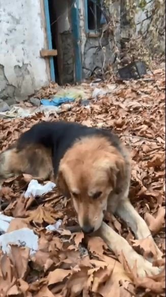Artvin’de Baraj Sularının Yükseldiği Köyde Mahsur Kalan Köpek Botla Kurtarıldı