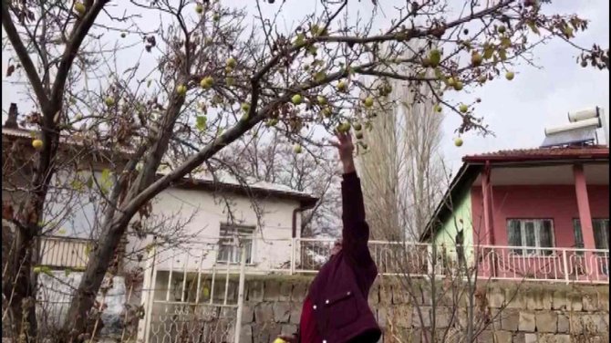 Sivas’ta Aralık Ayında Dalından Elma Toplandı