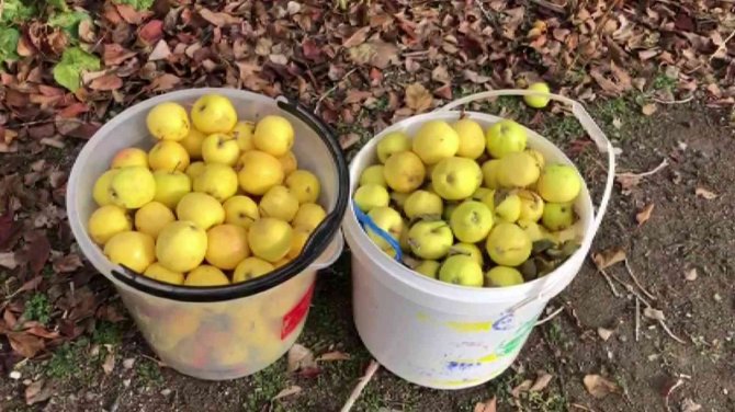 Sivas’ta Aralık Ayında Dalından Elma Toplandı
