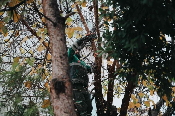 Merkezefendi’de Budama Çalışmaları Devam Ediyor