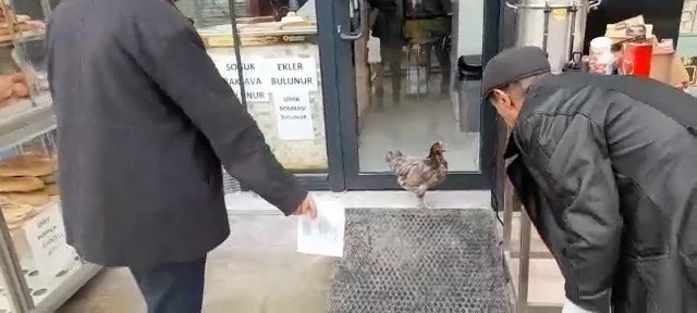 Firari Tavuğu Yakalamak İçin Dakikalarca Uğraştı