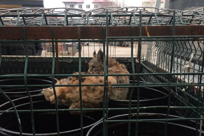 Vaşak Mobilya Mağazasına Girerse...