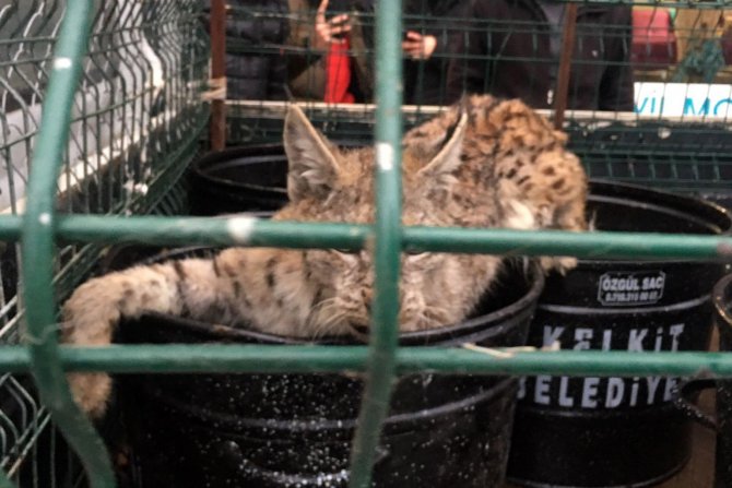 Vaşak Mobilya Mağazasına Girerse...