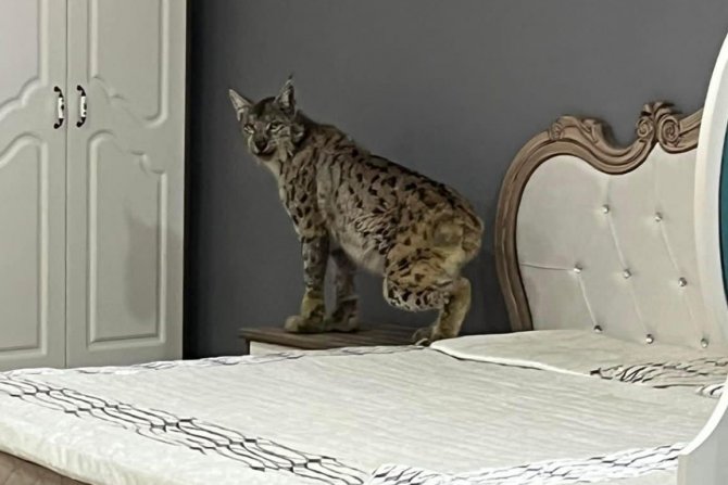 Vaşak Mobilya Mağazasına Girerse...