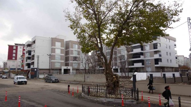Yol Ortasında Kalan Asırlık Ağaç Korumaya Alındı