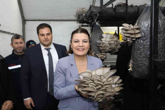 Üretilen İstiridye Mantarı Vatandaşlara Dağıtılacak