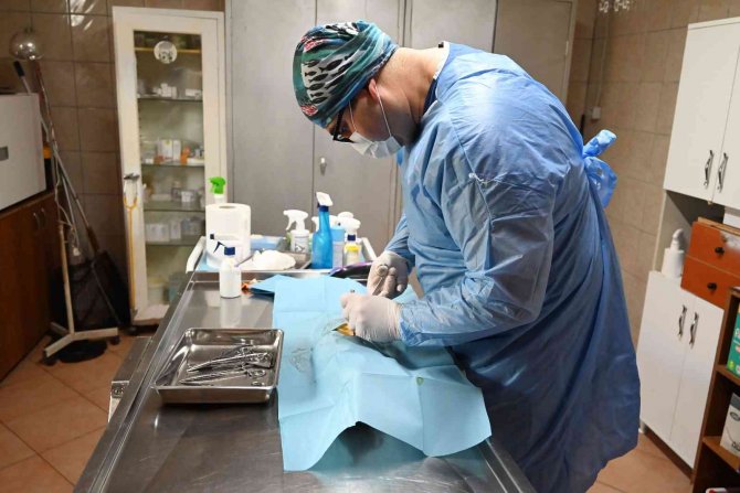 Kemer’de Bin 425 Sokak Hayvanı Kısırlaştırıldı