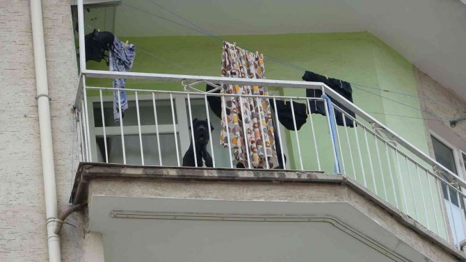 Evde Bırakılarak Misafirliğe Gidilen Köpek, Polisi Alarma Geçirdi