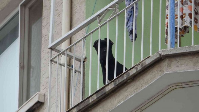 Evde Bırakılarak Misafirliğe Gidilen Köpek, Polisi Alarma Geçirdi