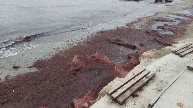 Lodos Sahili Kırmızıya Boyadı