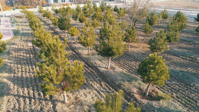 Başkan Kavuş: “Meram’ın Yeşil Dokusu Eski İhtişamlı Günlerine Kavuşana Kadar Durmak Yok”