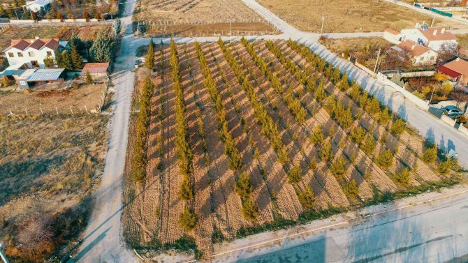 Başkan Kavuş: “Meram’ın Yeşil Dokusu Eski İhtişamlı Günlerine Kavuşana Kadar Durmak Yok”