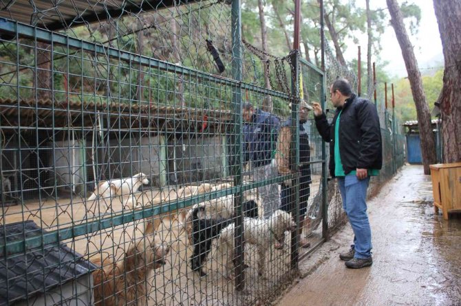 Marmaris’teki Evden Kurtarılan Hayvanlar Bakımevinde Tedavi Ediliyor