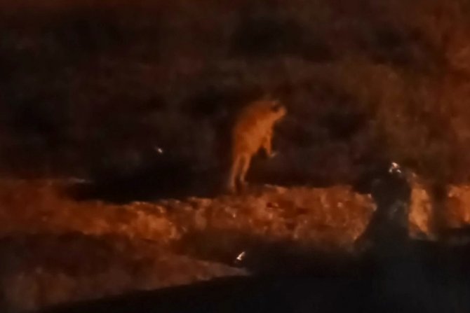 Çizgili Sırtlan Evin Bahçesine Kadar Girdi