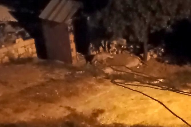 Çizgili Sırtlan Evin Bahçesine Kadar Girdi