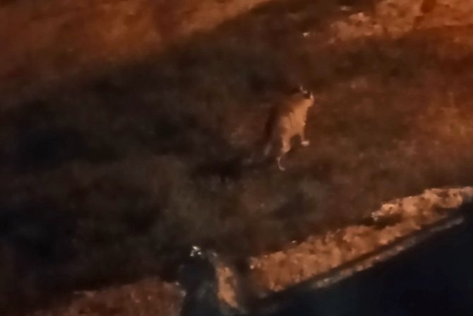 Çizgili Sırtlan Evin Bahçesine Kadar Girdi