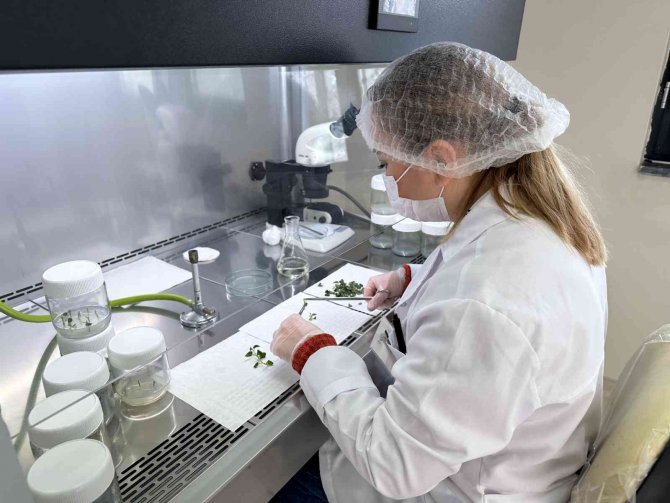 Niğde’de 10 Adet Yerli Patates Çeşidi Geliştirildi