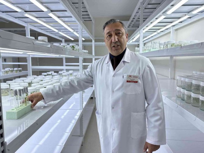 Niğde’de 10 Adet Yerli Patates Çeşidi Geliştirildi