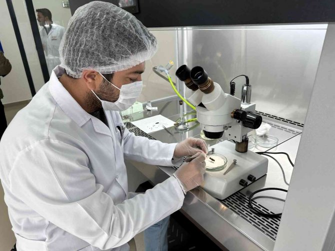 Niğde’de 10 Adet Yerli Patates Çeşidi Geliştirildi