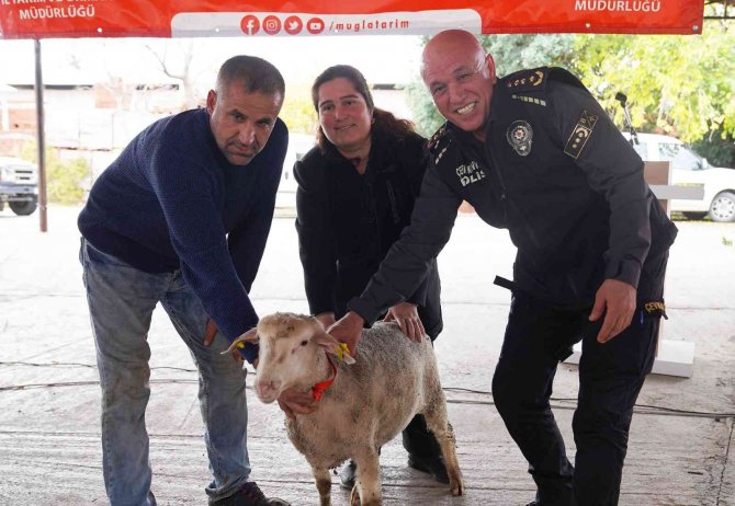 Muğlalı Kadın Üreticilere Bin 300 Koyun, 52 Koç Dağıtıldı