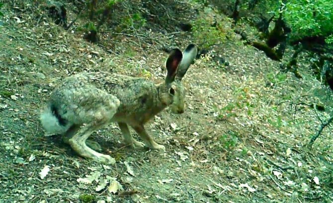 Tokat’ta Vahşi Yaşam Fotokapana Yansıdı