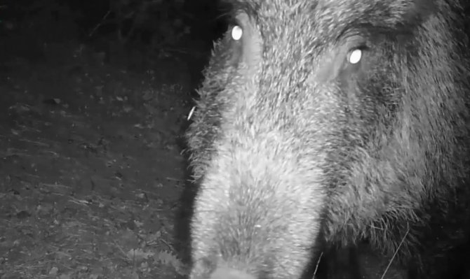 Tokat’ta Vahşi Yaşam Fotokapana Yansıdı