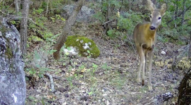 Tokat’ta Vahşi Yaşam Fotokapana Yansıdı