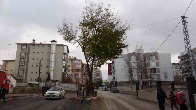Yol Ortasında Kalan Asırlık Ağaç Korumaya Alındı