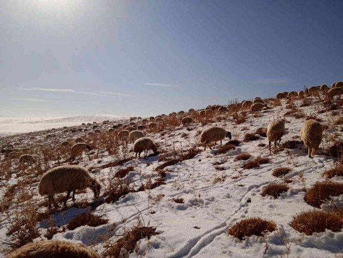 Karla Kaplı Merada Sürülerin Otlanması Güzel Görüntü Oluşturdu