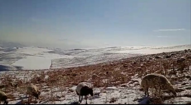 Karla Kaplı Merada Sürülerin Otlanması Güzel Görüntü Oluşturdu