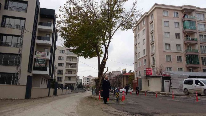 Yol Ortasında Kalan Asırlık Ağaç Korumaya Alındı